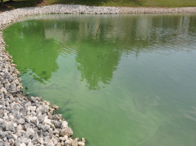 Unsightly algae taking over a shallow pond