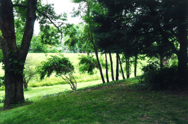 Brush clearing wooded area before and after