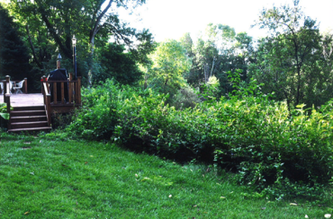 Brush clearing dense undergrowth removal