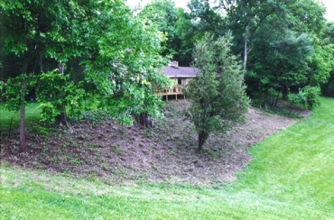 Brush clearing wooded property cleanup