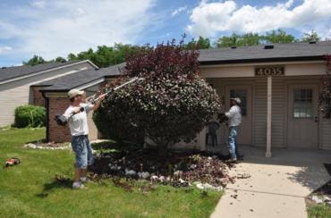 People trimming large overgrown shrub ornamental pruning
