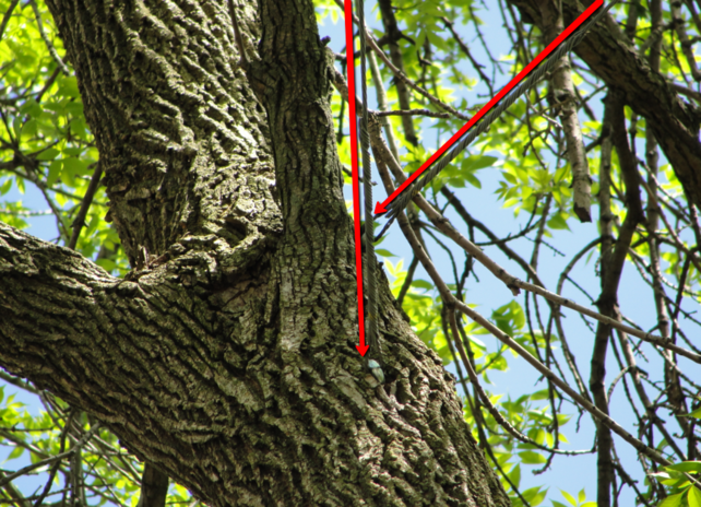 Tree cabling steel cable structural support branches