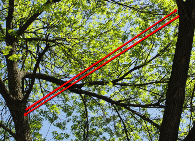 Steel cable supporting large tree branches cabling