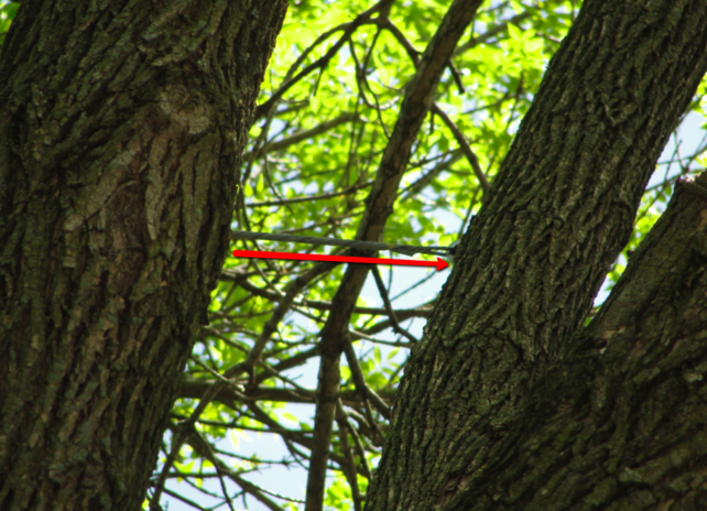 Tree cabling anchors drilled steel cable attached