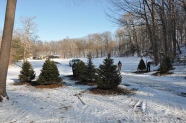 Evergreen trees snowy landscape frozen lake installation
