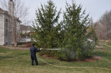 Person watering evergreen trees yard insect spray