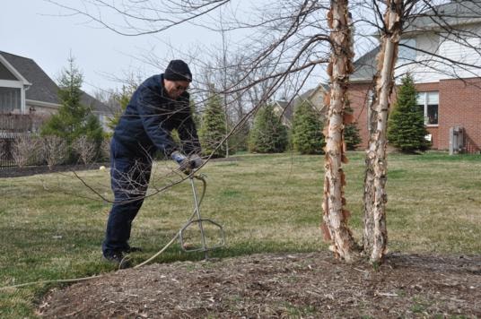 Man watering young birch trees deep root fertilization
