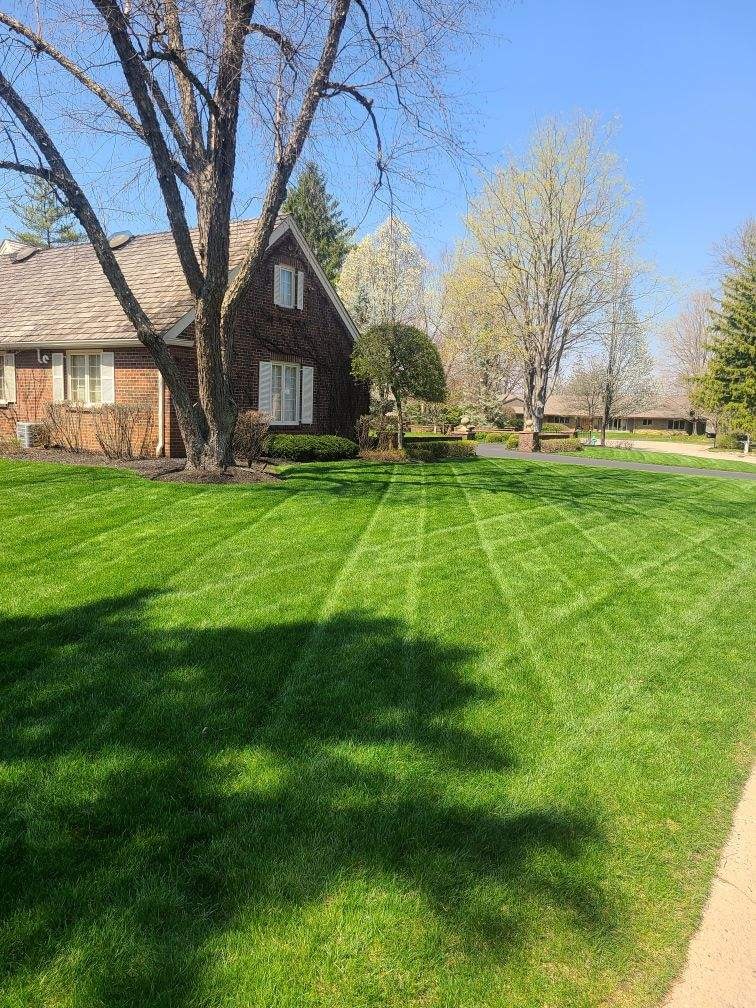Brick house with large tree spring lawn fertilization