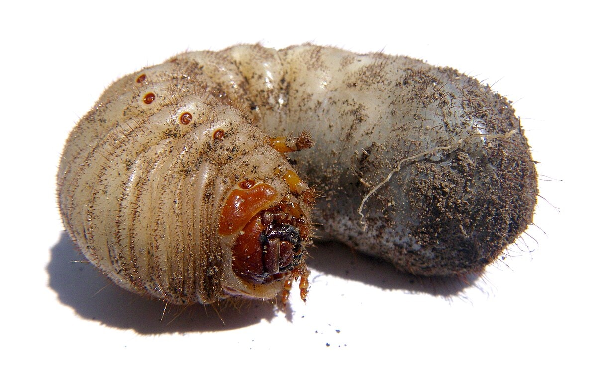 White grub in soil lawn pest control