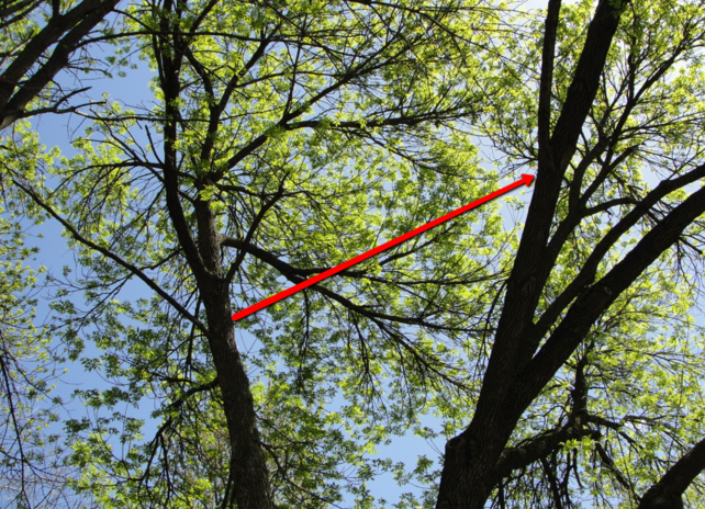 Red rope strung between tall trees tree cabling support