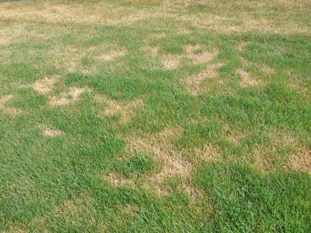 Lawn turf disease brown patch fungal damage