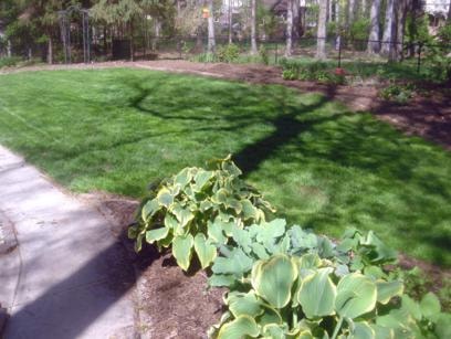 Back yard in May after slice seeding — lush green lawn