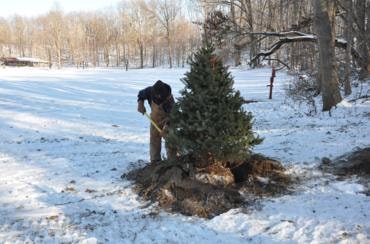 Person planting evergreen tree snowy landscape