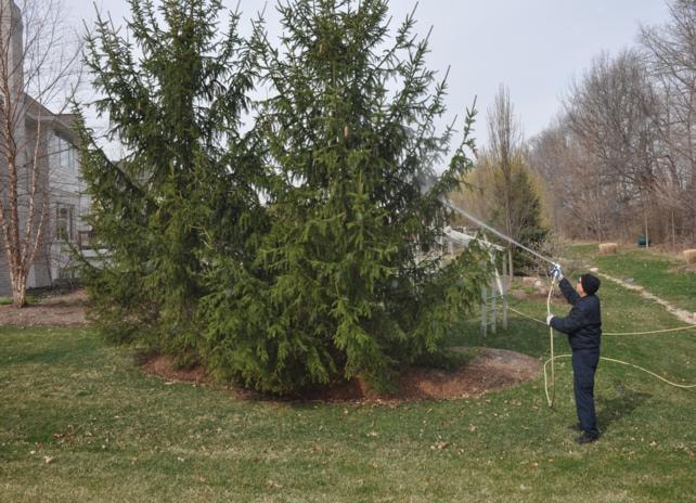 Person pruning evergreen tree branches disease treatment