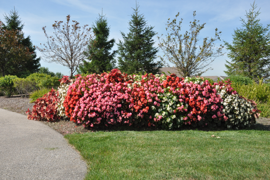Seasonal Color Display