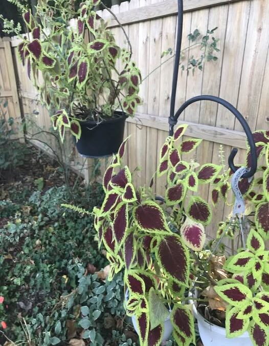Bringing In Your Garden this Winter