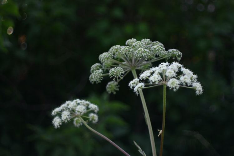Caution: Deadly Poisonous Hemlock Could Be in Your Yard