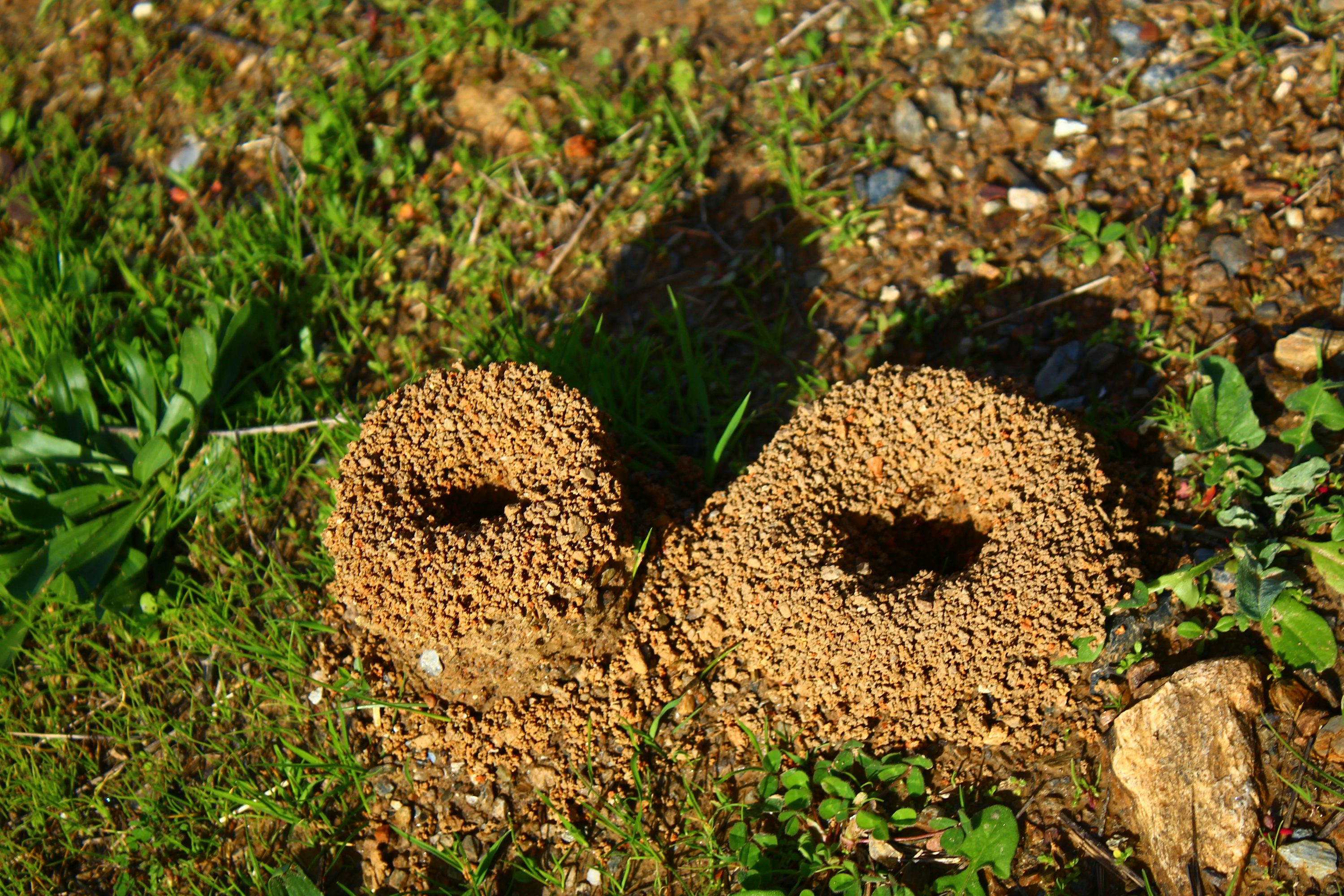 Two small anthills in the grass