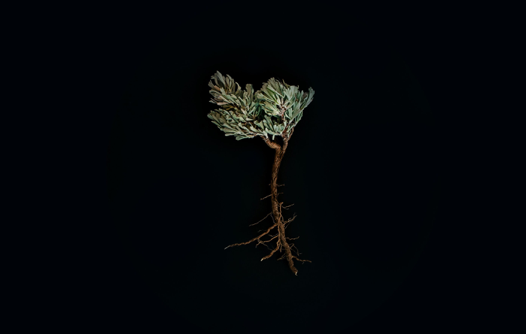Down to the Root