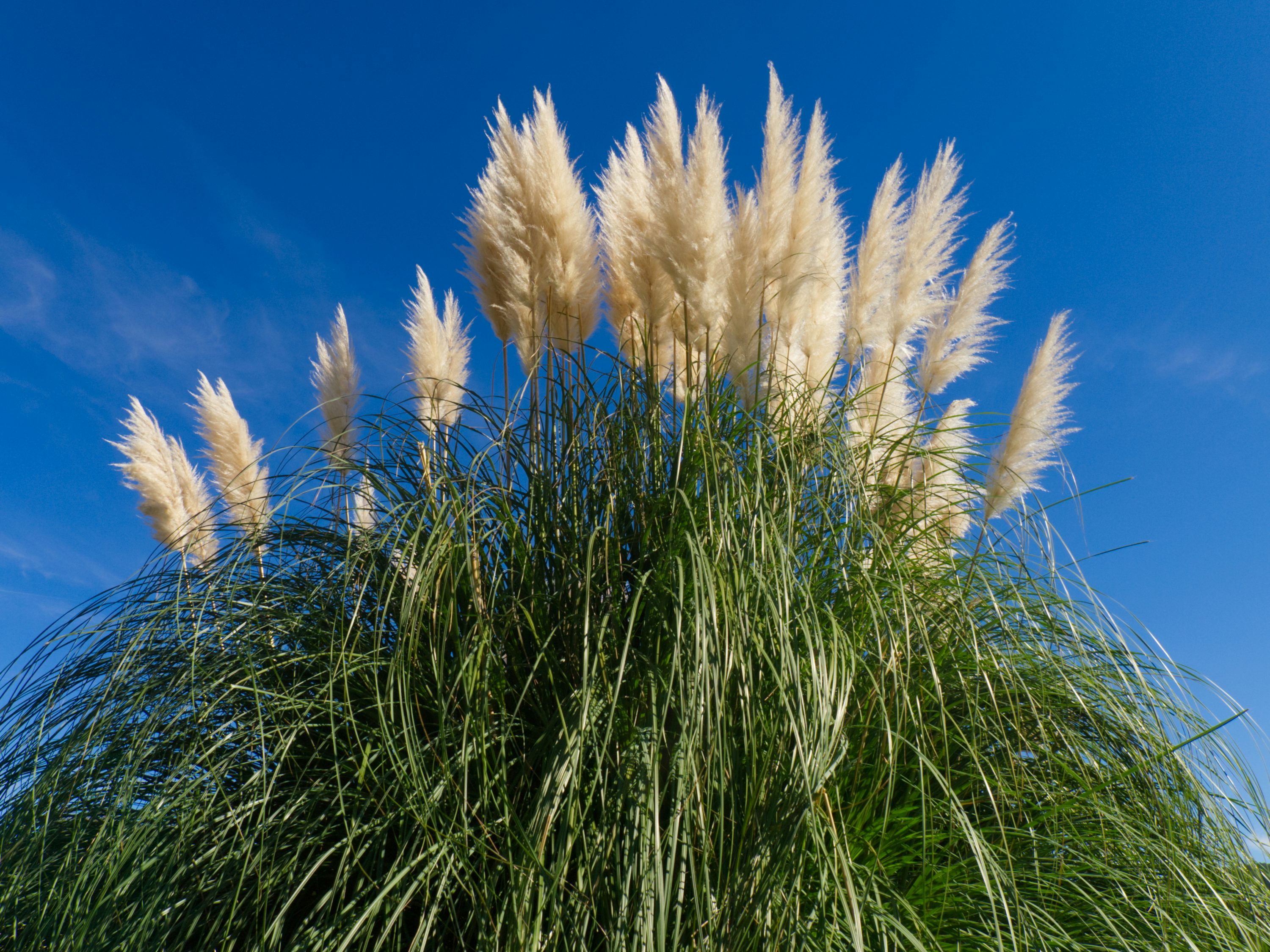 green grass under blue sky during daytime