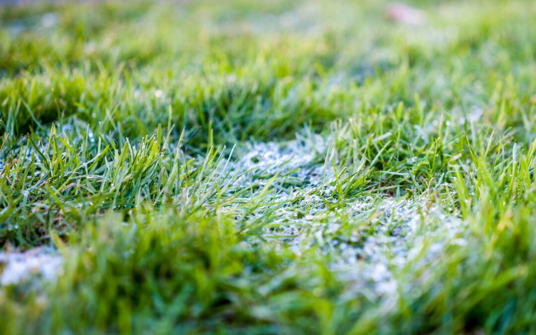 Winter Draughts and Your Lawn