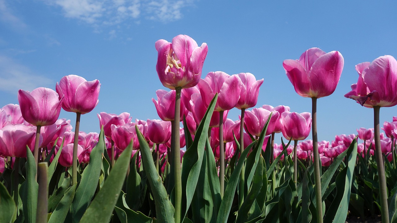 How and When to Plant Bulbs