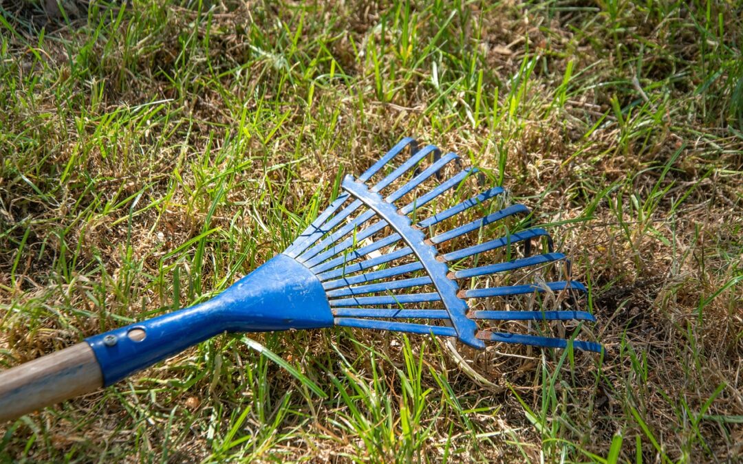 How Important is Dethatching Your Lawn?