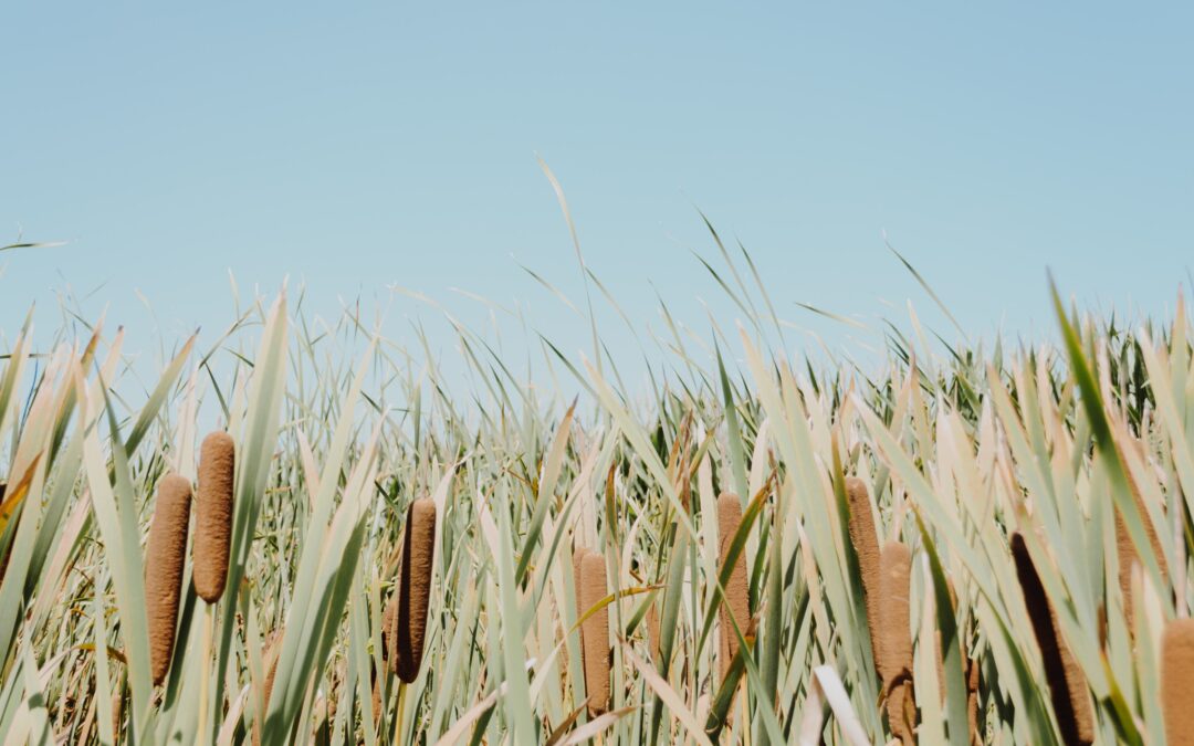 How to Remove Cattails Before They Take over Your Pond