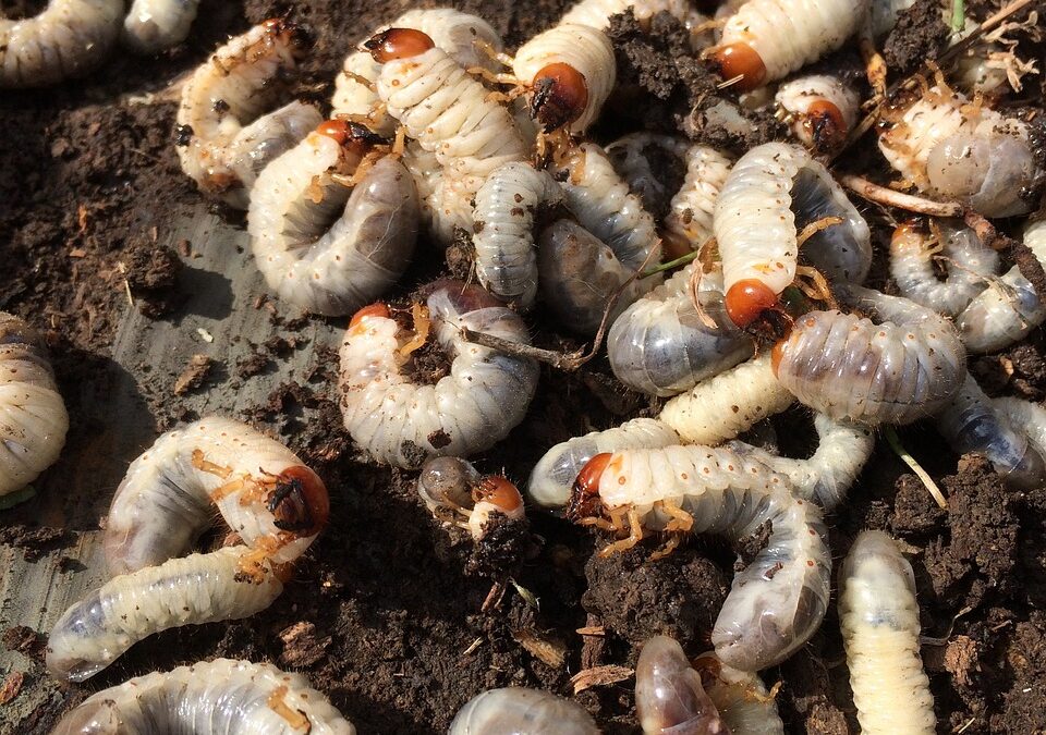How to Tell if Grubs Are Destroying Your Lawn