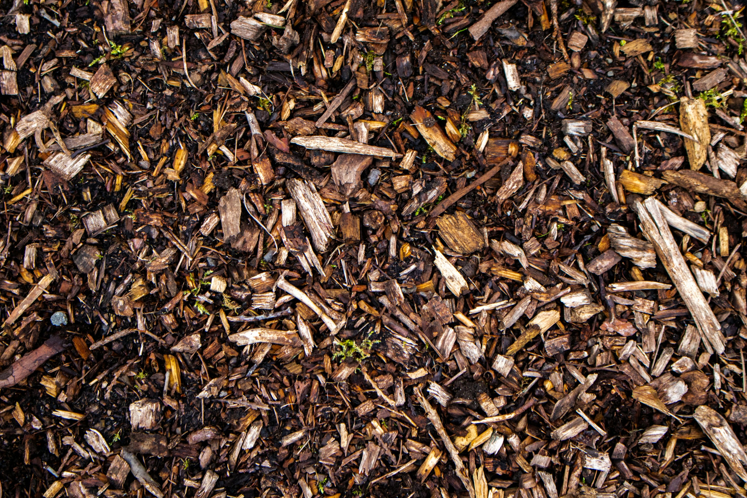 Wood chips cover the ground in this close-up