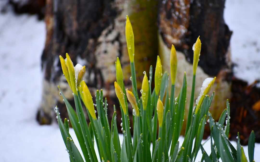 Spring Landscaping After Heavy Snow