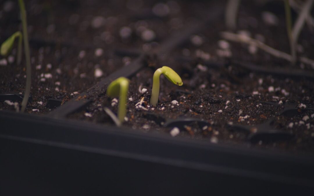 The Dirt on Soil