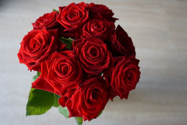 Valentine’s Day Roses