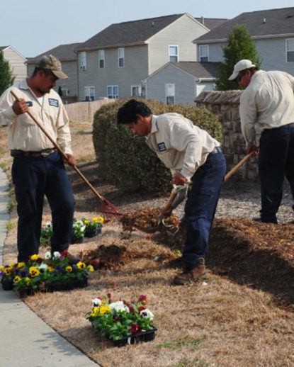 What Are the Differences Between Mulch and Decorative Stone?
