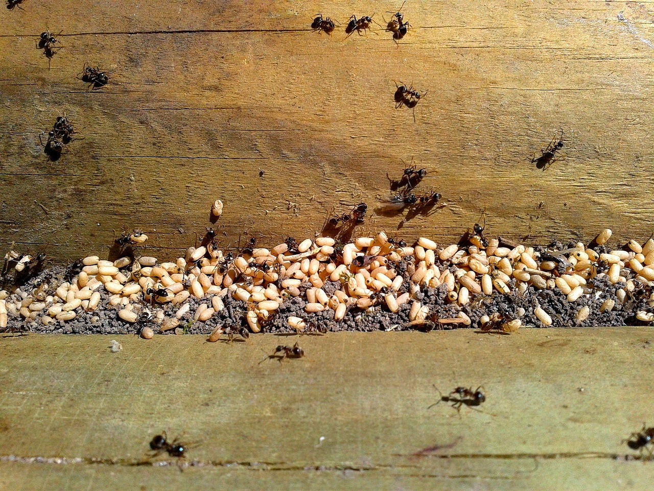 What is Perimeter Insect Control?