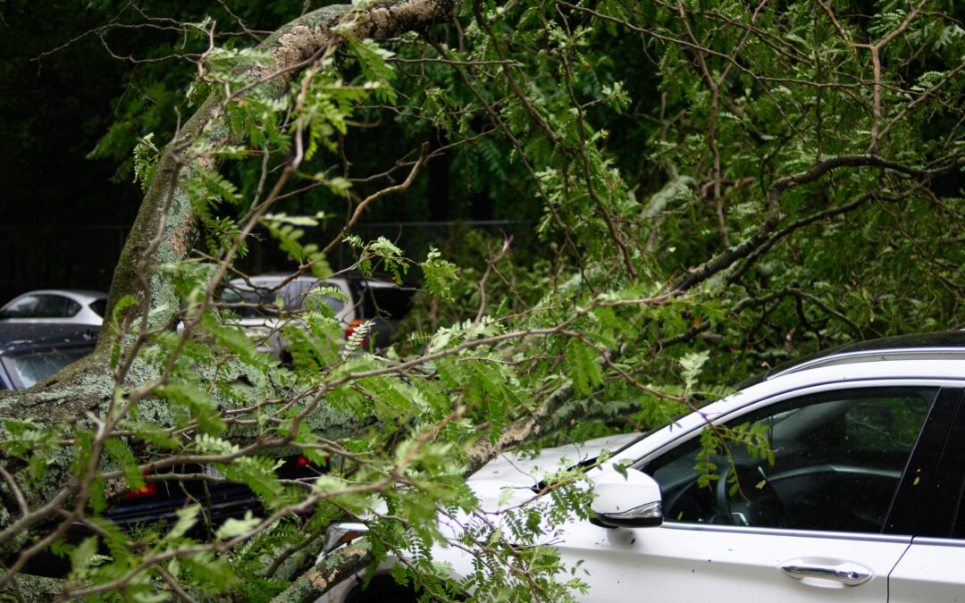 When is a Tree a Danger?
